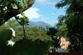 pine garden looktoward mountian in distance